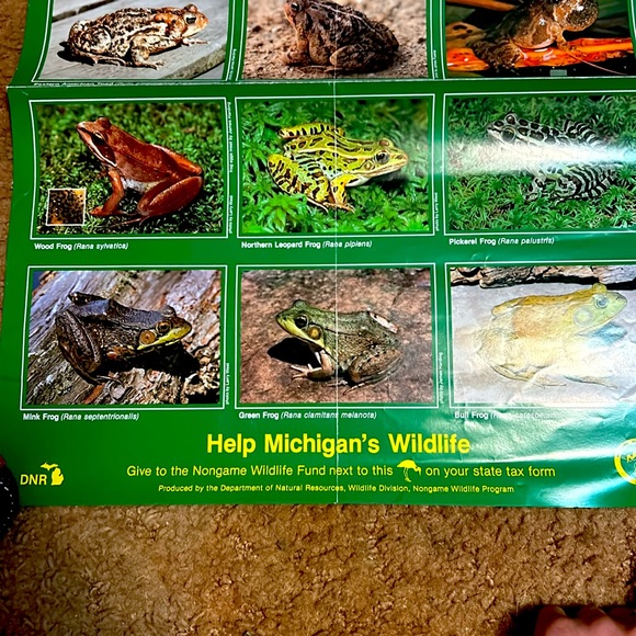 Frogs & Toads of Michigan Poster - Picture 3 of 3